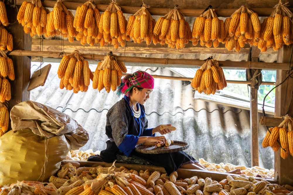 Hmong,Minority,People,Working,And,Smiling,With,Labor,Achievements,Expressed